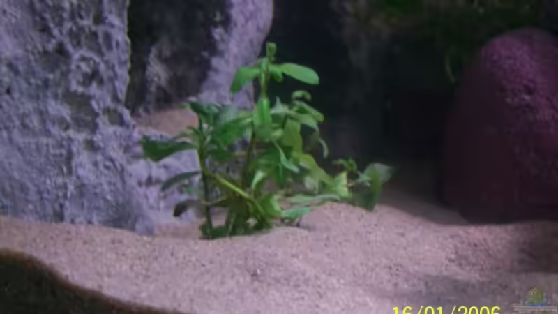 Pflanzen im Aquarium Becken 3860 von M (7)
