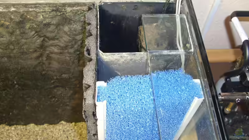 Pflanzen im Aquarium Becken 3882 von refo78 (5)