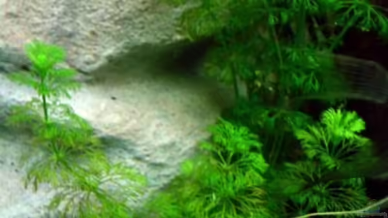 Pflanzen im Aquarium Becken 3893 von Thomas Pirner (10)