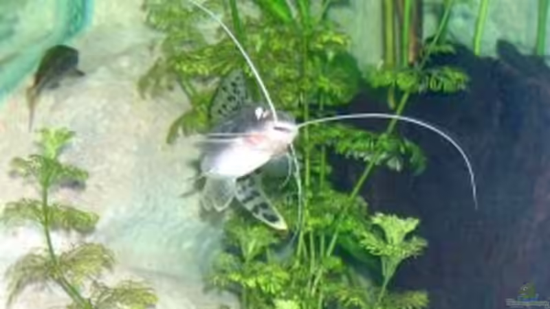 Pflanzen im Aquarium Becken 3893 von Thomas Pirner (11)