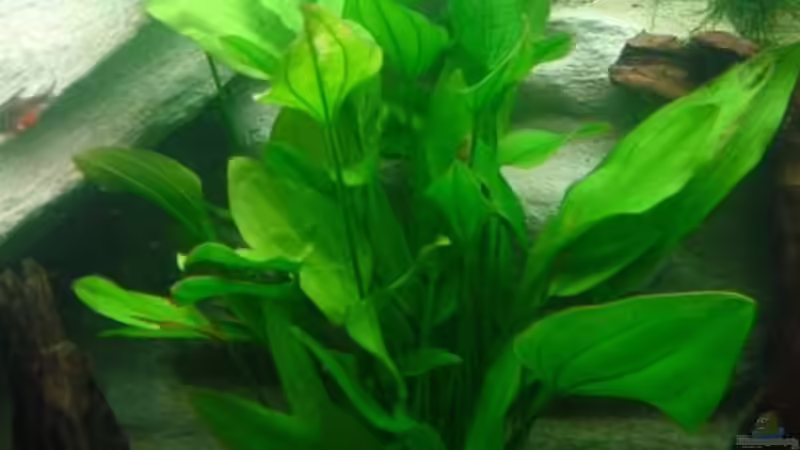 Pflanzen im Aquarium Becken 3893 von Thomas Pirner (13)