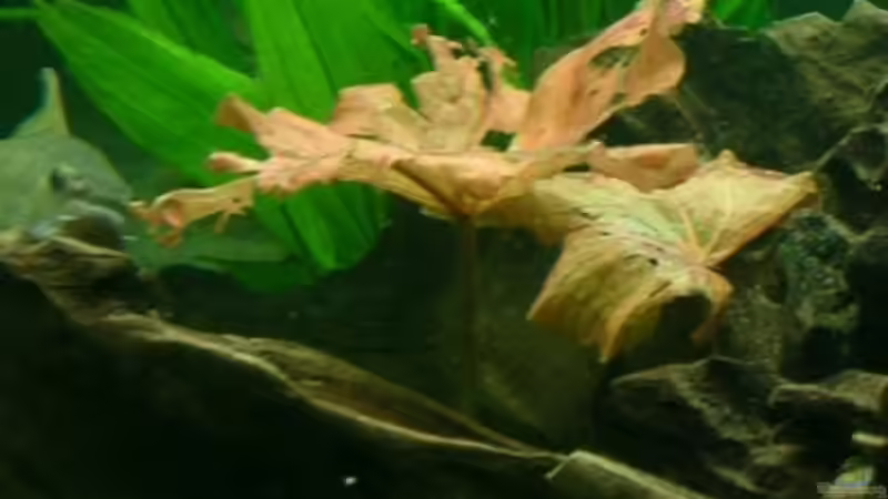 Pflanzen im Aquarium Becken 3893 von Thomas Pirner (15)