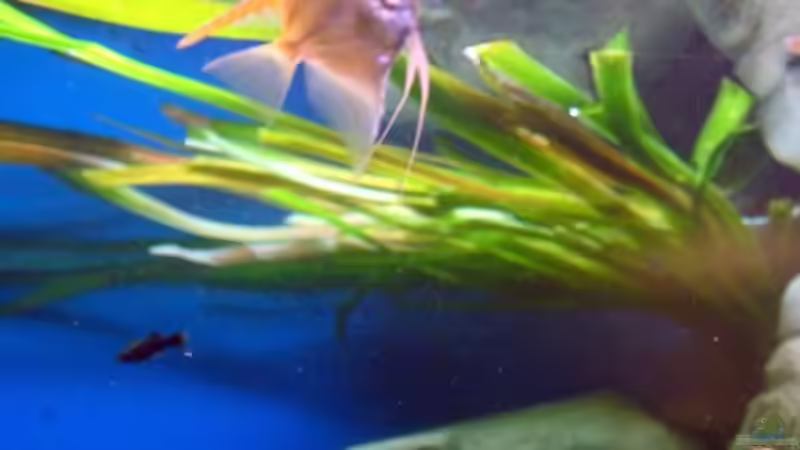 Pflanzen im Aquarium Becken 3893 von Thomas Pirner (16)