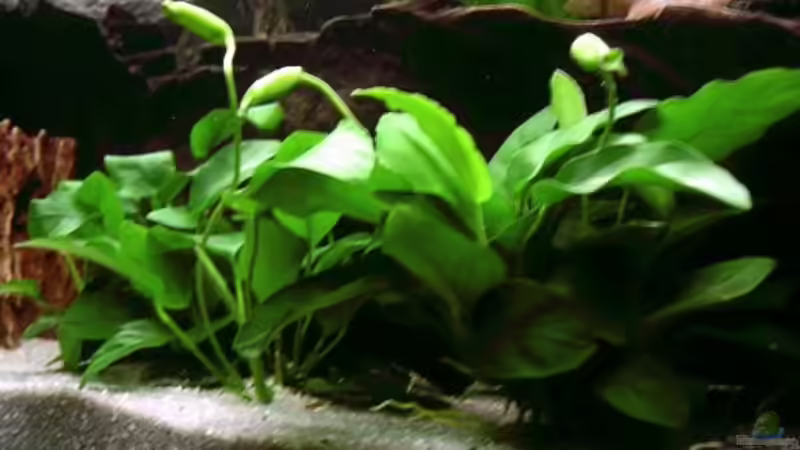 Pflanzen im Aquarium Becken 3893 von Thomas Pirner (5)