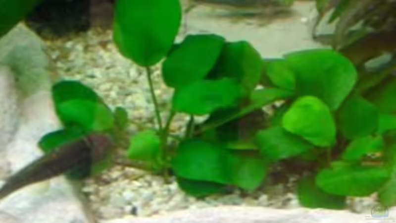 Pflanzen im Aquarium Becken 3893 von Thomas Pirner (6)