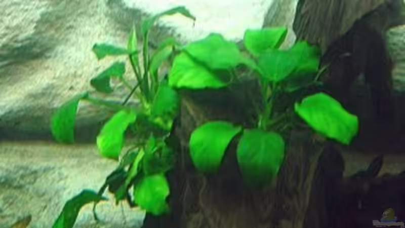 Pflanzen im Aquarium Becken 3893 von Thomas Pirner (7)