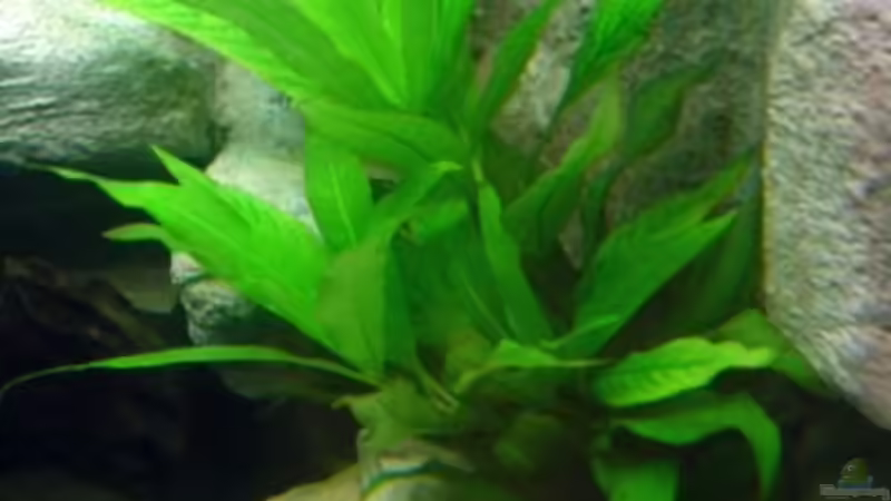 Pflanzen im Aquarium Becken 3893 von Thomas Pirner (8)