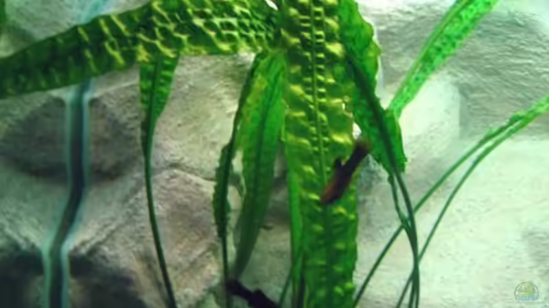 Pflanzen im Aquarium Becken 3893 von Thomas Pirner (9)