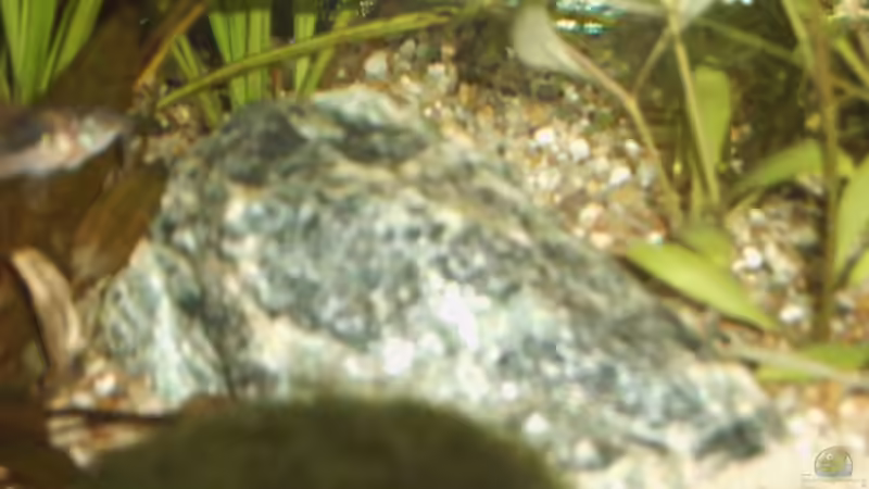 Pflanzen im Aquarium Becken 3909 von Fossybear (10)