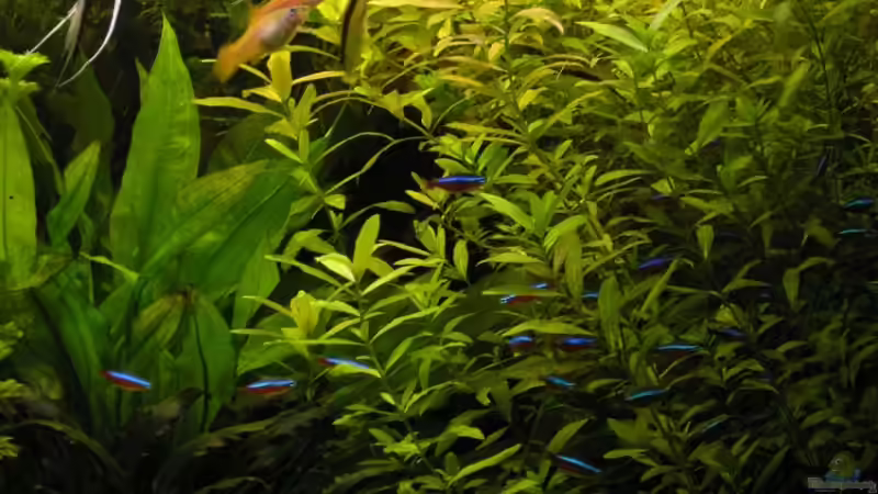 Pflanzen im Aquarium Becken 3909 von Fossybear (15)