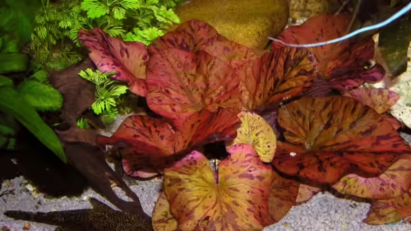 Pflanzen im Aquarium Becken 3909 von Fossybear (16)