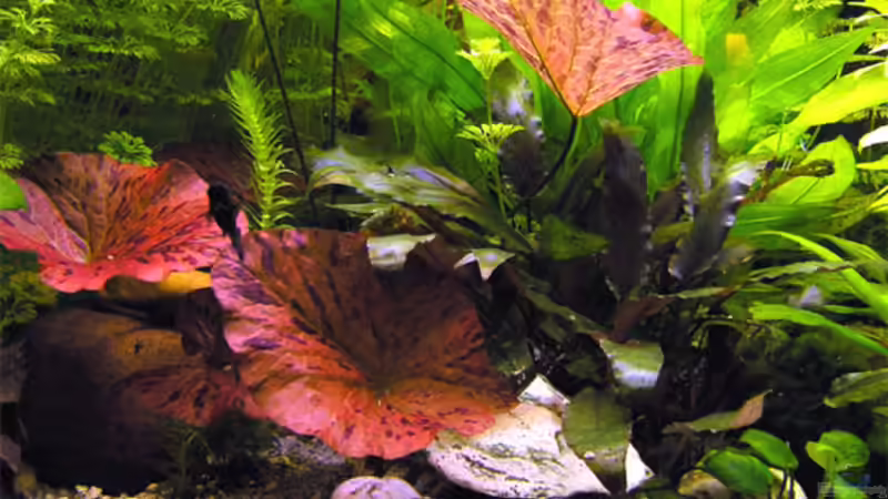 Pflanzen im Aquarium Becken 3909 von Fossybear (17)