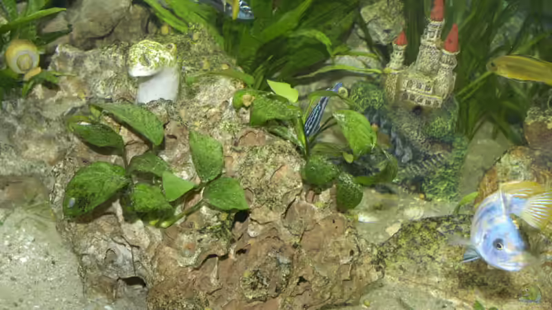 Pflanzen im Aquarium Becken 3923 von Timo Lorenz (6)