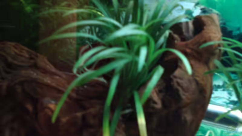 Pflanzen im Aquarium Becken 3934 von Michel Goerns (9)