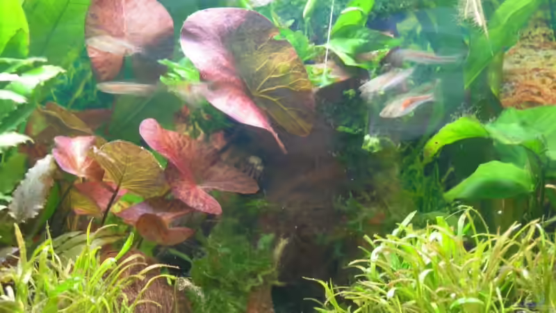 Pflanzen im Aquarium Becken 3944 von Ingeborg Bohry (10)