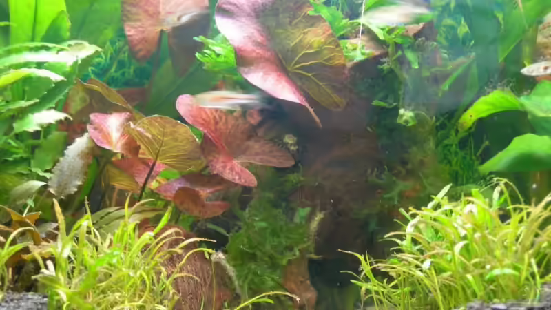 Pflanzen im Aquarium Becken 3944 von Ingeborg Bohry (11)