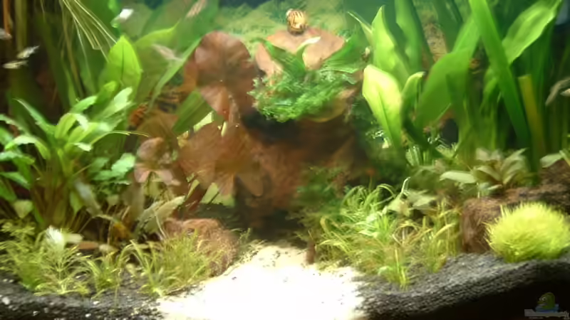 Pflanzen im Aquarium Becken 3944 von Ingeborg Bohry (5)