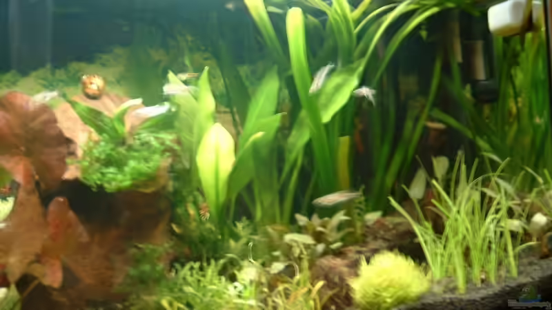 Pflanzen im Aquarium Becken 3944 von Ingeborg Bohry (6)