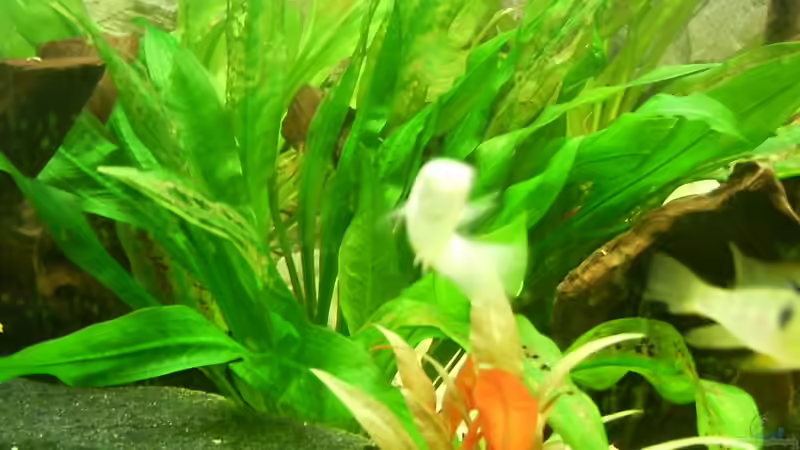 Pflanzen im Aquarium Becken 3947 von Dieter Schönherr (5)