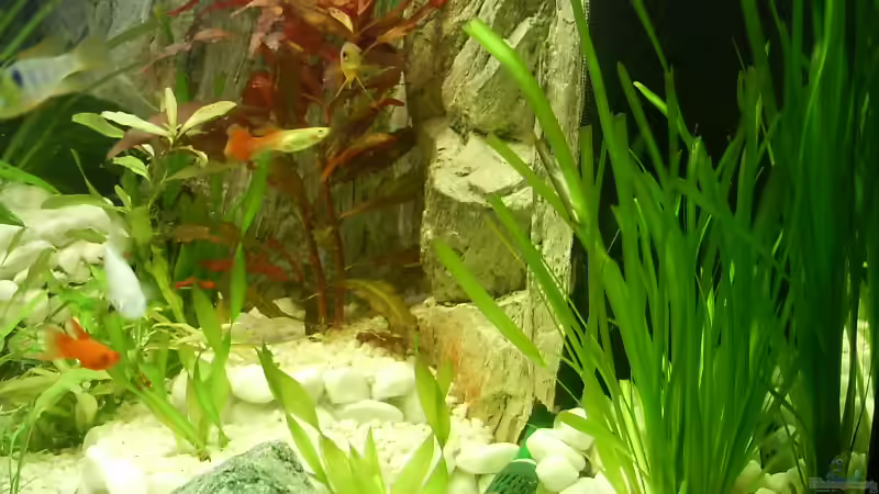 Pflanzen im Aquarium Becken 3947 von Dieter Schönherr (7)