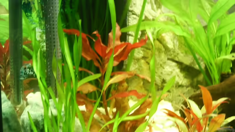 Pflanzen im Aquarium Becken 3947 von Dieter Schönherr (8)