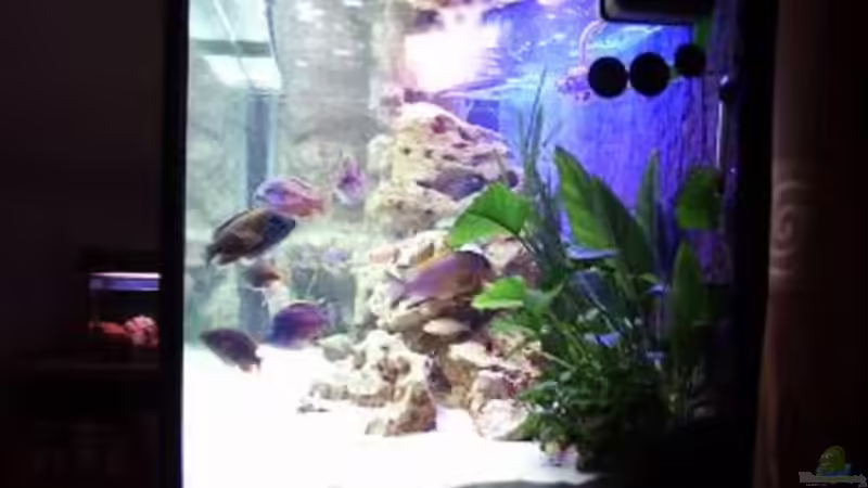 Pflanzen im Aquarium Becken 396 von Thomas Biewald (6)