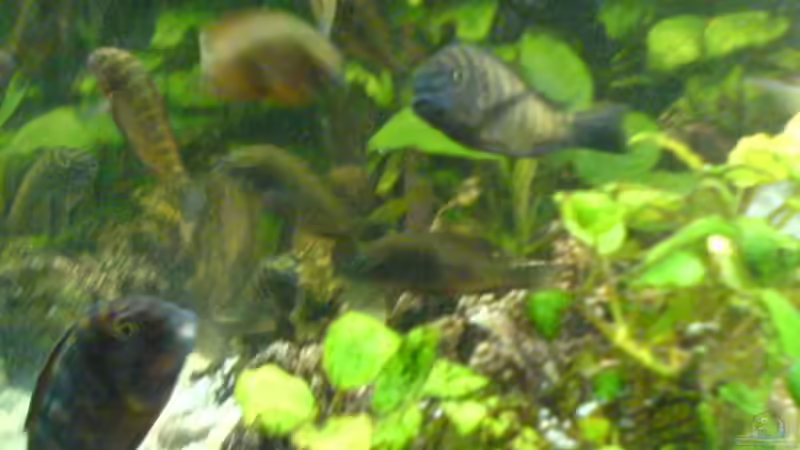 Pflanzen im Aquarium Becken 3966 von Michael Weyerts (3)