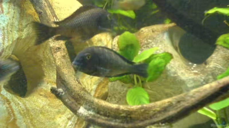 Pflanzen im Aquarium Becken 3966 von Michael Weyerts (4)