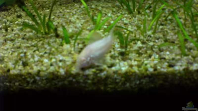 Pflanzen im Aquarium Becken 3966 von Michael Weyerts (5)