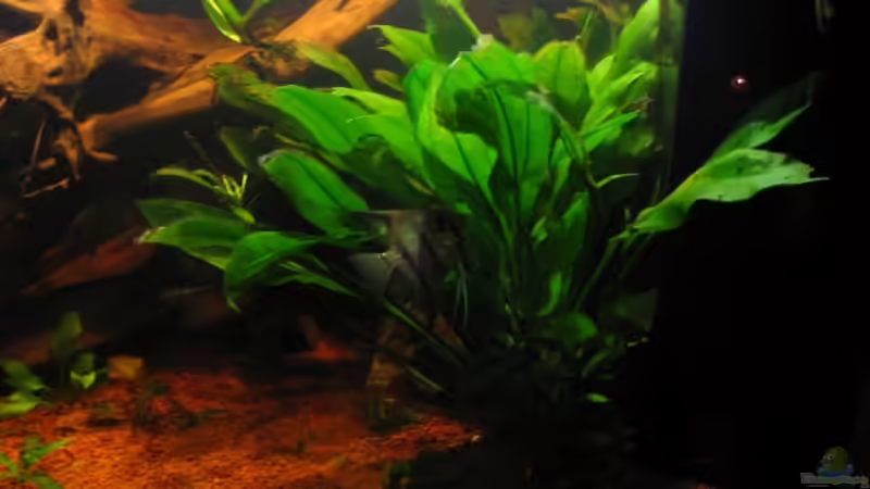 Pflanzen im Aquarium Becken 3967 von Martina Schneider (4)