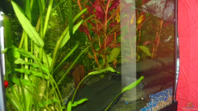 Pflanzen im Aquarium Becken 3982 von Pamela Niemeyer (3)