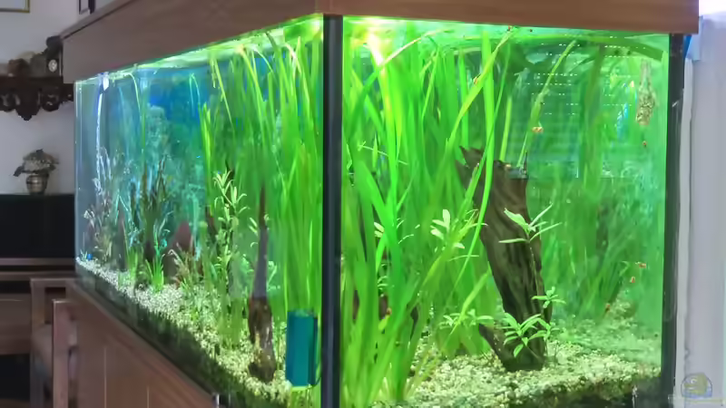 Pflanzen im Aquarium Becken 4018 von jeaw70 (15)