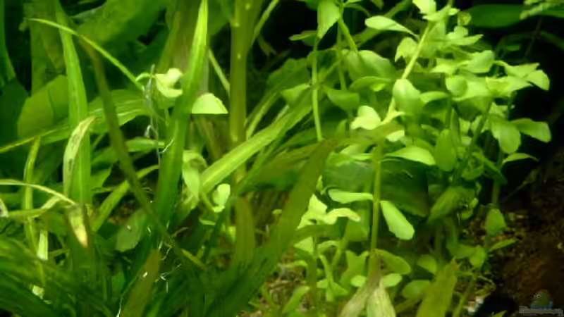 Pflanzen im Aquarium Becken 4041 von Marcel Pikzack (2)