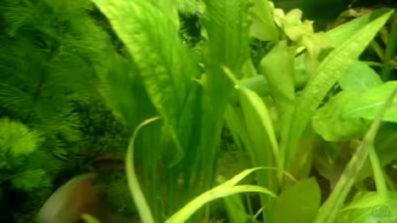 Pflanzen im Aquarium Becken 4041 von Marcel Pikzack (4)
