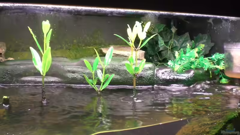 Pflanzen im Aquarium Becken 4124 von rot08 (3)