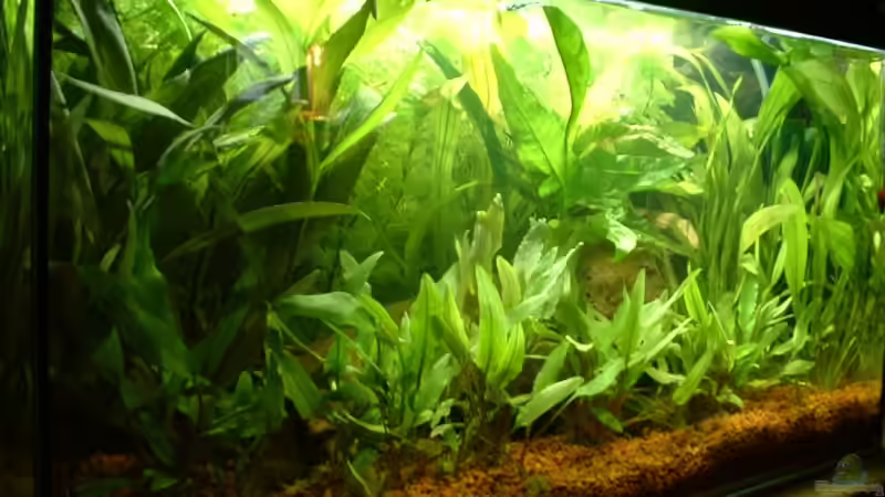 Pflanzen im Aquarium Becken 4129 von Georg Kohlisch (3)