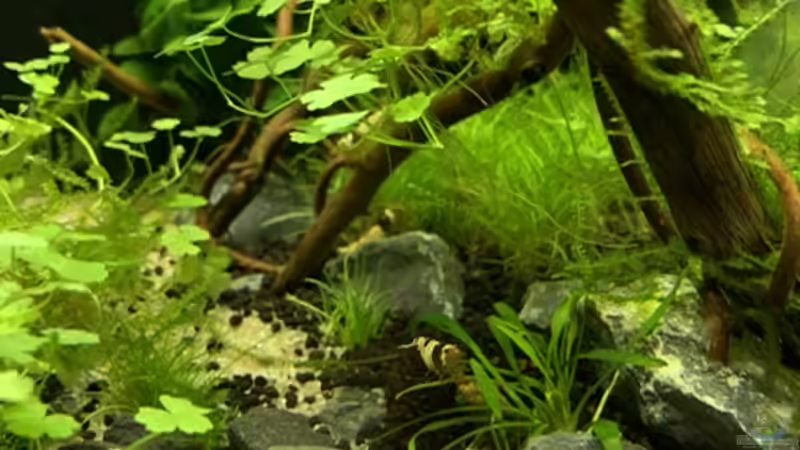 Pflanzen im Aquarium Becken 41327 von Oliver Bartels (2)