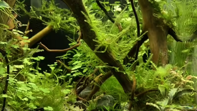 Pflanzen im Aquarium Becken 41327 von Oliver Bartels (3)