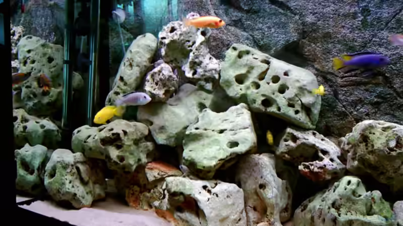 Pflanzen im Aquarium Becken 415 von Kay Bergmann (5)