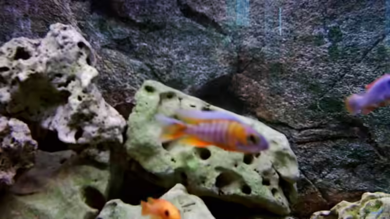 Pflanzen im Aquarium Becken 415 von Kay Bergmann (7)