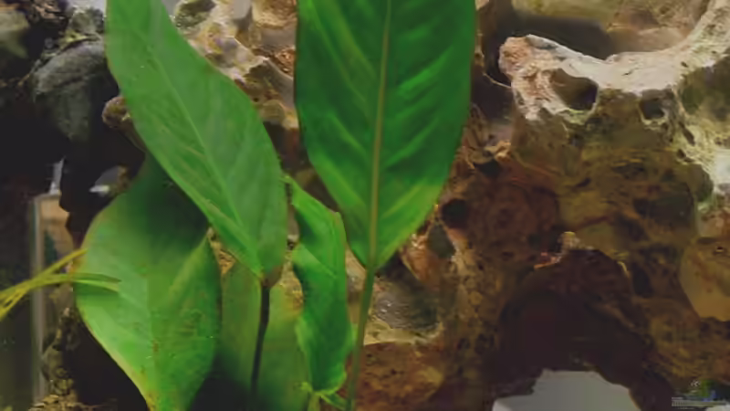 Pflanzen im Aquarium Becken 4151 von Christian Klar (6)