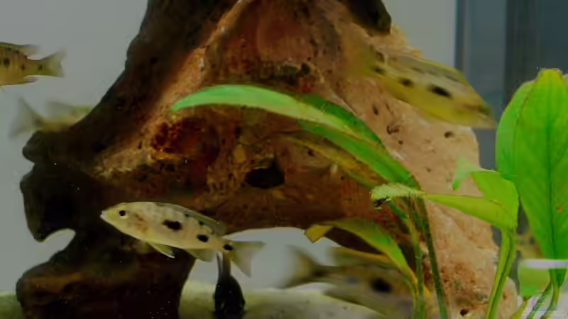 Pflanzen im Aquarium Becken 4151 von Christian Klar (7)