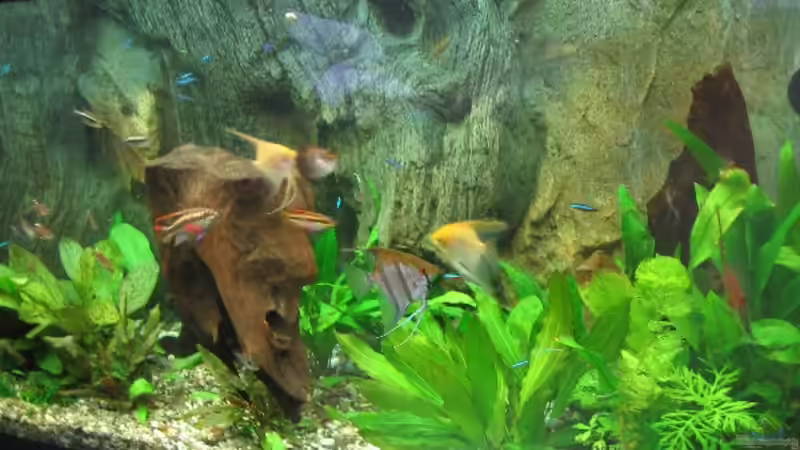 Pflanzen im Aquarium Becken 4158 von Friedrich Straßl (4)