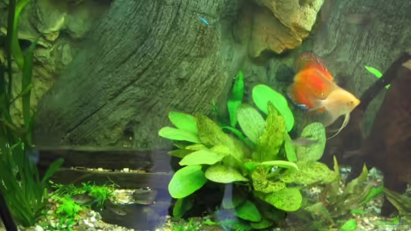 Pflanzen im Aquarium Becken 4158 von Friedrich Straßl (5)