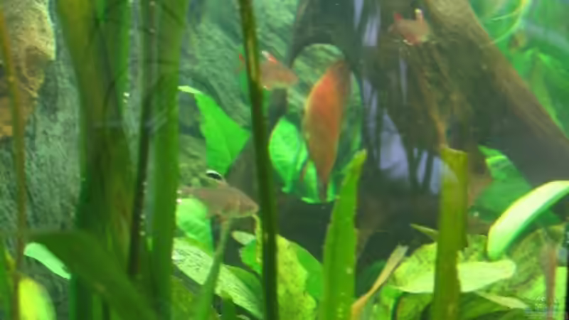 Pflanzen im Aquarium Becken 4158 von Friedrich Straßl (7)