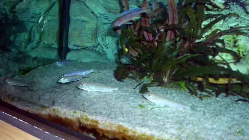 Pflanzen im Aquarium Becken 4168 von Rainer Völlmer (4)