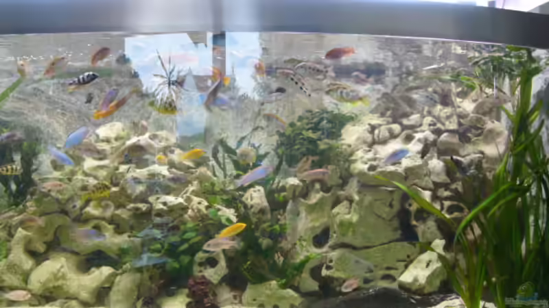 Pflanzen im Aquarium Becken 4199 von Joachim Reinhardt (3)