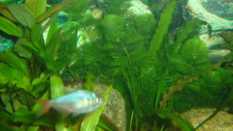 Pflanzen im Aquarium Becken 4199 von Joachim Reinhardt (4)