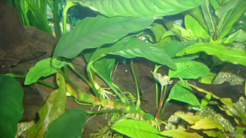 Pflanzen im Aquarium Becken 4199 von Joachim Reinhardt (5)