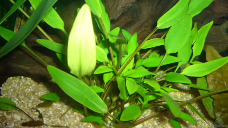 Pflanzen im Aquarium Becken 4199 von Joachim Reinhardt (6)